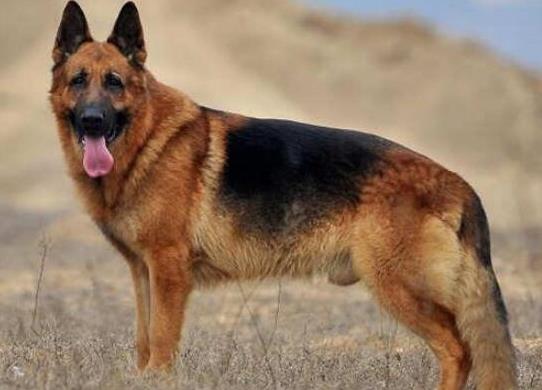 十大智商最高的狗排名,邊境牧羊犬非常忠誠、貴賓犬氣質(zhì)獨特