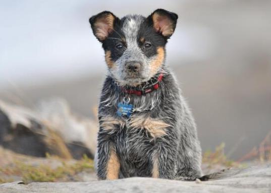 十大智商最高的狗排名,邊境牧羊犬非常忠誠、貴賓犬氣質(zhì)獨特