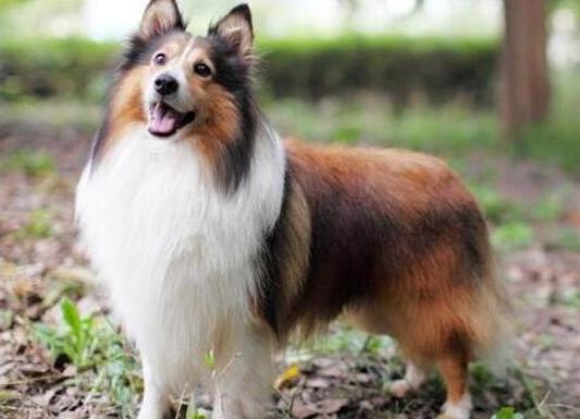 十大智商最高的狗排名,邊境牧羊犬非常忠誠、貴賓犬氣質(zhì)獨特