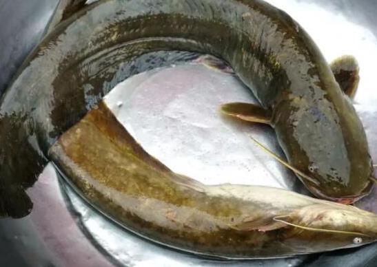 中國(guó)最常吃的十種淡水魚(yú),草魚(yú)能開(kāi)胃滋補(bǔ)、鯖魚(yú)魚(yú)肉堅(jiān)實(shí)