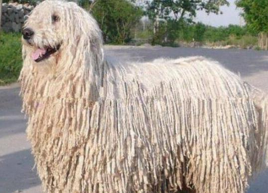 世界上十大毛最長(zhǎng)的犬,阿富汗獵犬觀賞性高、馬爾濟(jì)斯犬端莊高雅