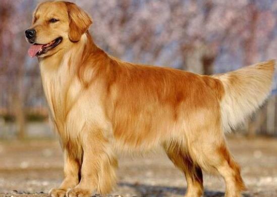 世界上十大毛最長(zhǎng)的犬,阿富汗獵犬觀賞性高、馬爾濟(jì)斯犬端莊高雅