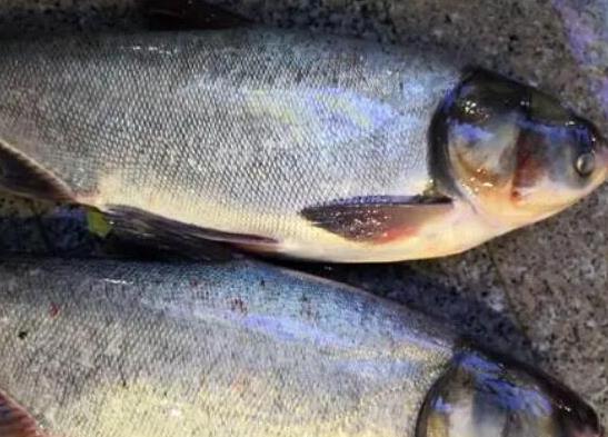 中國(guó)最常吃的十種淡水魚(yú),草魚(yú)能開(kāi)胃滋補(bǔ)、鯖魚(yú)魚(yú)肉堅(jiān)實(shí)