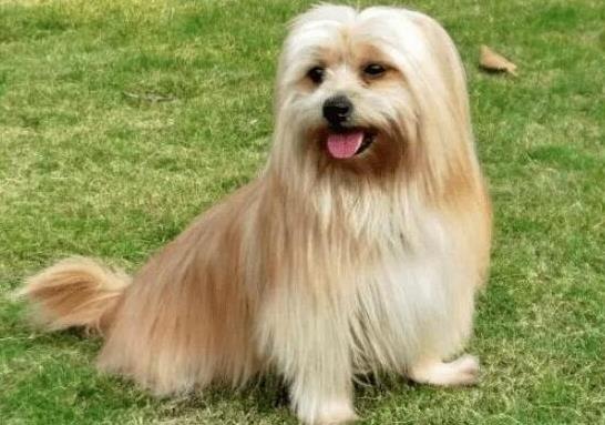世界上十大毛最長(zhǎng)的犬,阿富汗獵犬觀賞性高、馬爾濟(jì)斯犬端莊高雅