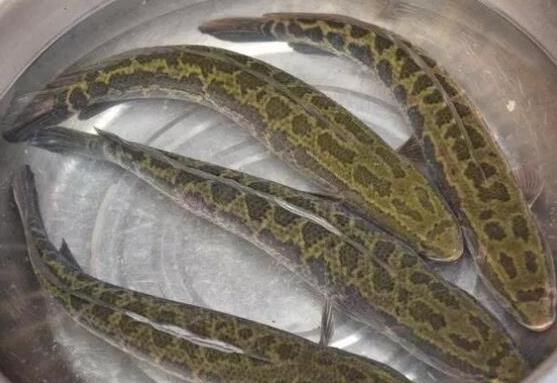 中國(guó)最常吃的十種淡水魚(yú),草魚(yú)能開(kāi)胃滋補(bǔ)、鯖魚(yú)魚(yú)肉堅(jiān)實(shí)