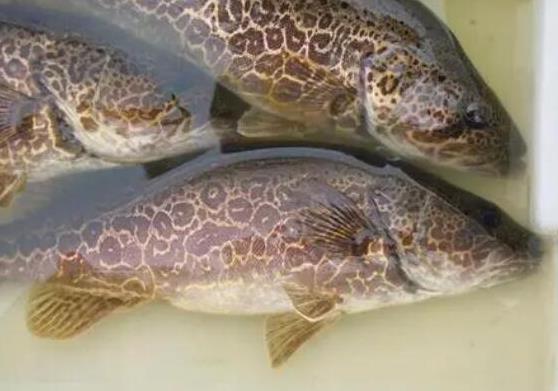 中國(guó)最常吃的十種淡水魚(yú),草魚(yú)能開(kāi)胃滋補(bǔ)、鯖魚(yú)魚(yú)肉堅(jiān)實(shí)
