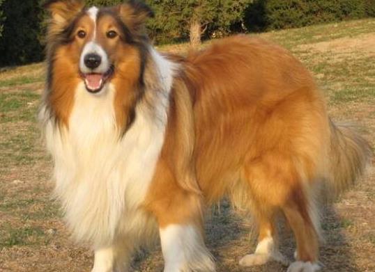 世界上十大毛最長(zhǎng)的犬,阿富汗獵犬觀賞性高、馬爾濟(jì)斯犬端莊高雅