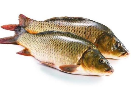 中國(guó)最常吃的十種淡水魚(yú),草魚(yú)能開(kāi)胃滋補(bǔ)、鯖魚(yú)魚(yú)肉堅(jiān)實(shí)