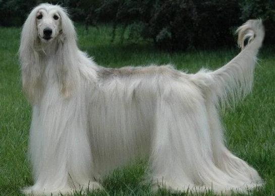 世界上十大毛最長(zhǎng)的犬,阿富汗獵犬觀賞性高、馬爾濟(jì)斯犬端莊高雅