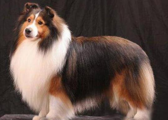 世界上十大毛最長(zhǎng)的犬,阿富汗獵犬觀賞性高、馬爾濟(jì)斯犬端莊高雅