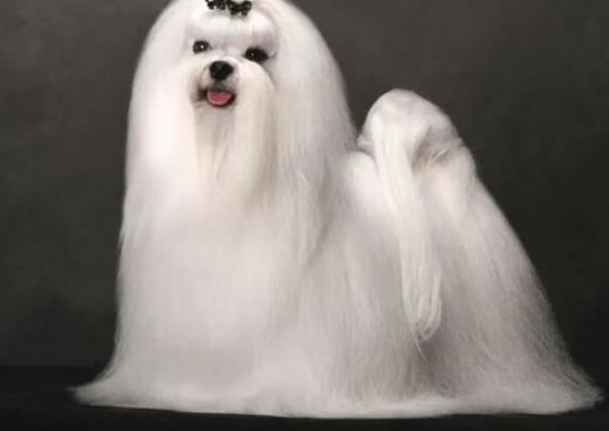 世界上十大毛最長(zhǎng)的犬,阿富汗獵犬觀賞性高、馬爾濟(jì)斯犬端莊高雅