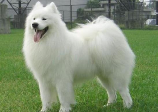 世界上十大毛最長(zhǎng)的犬,阿富汗獵犬觀賞性高、馬爾濟(jì)斯犬端莊高雅