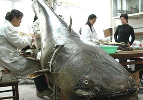 世界十大攻擊力最強(qiáng)的淡水魚,白鱘被稱為水中大熊貓、亞馬遜鲇魚很兇猛