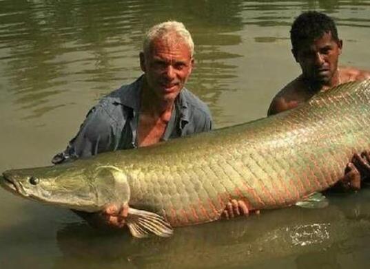 世界十大攻擊力最強(qiáng)的淡水魚,白鱘被稱為水中大熊貓、亞馬遜鲇魚很兇猛