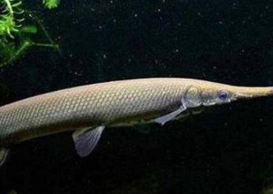 世界十大攻擊力最強(qiáng)的淡水魚,白鱘被稱為水中大熊貓、亞馬遜鲇魚很兇猛