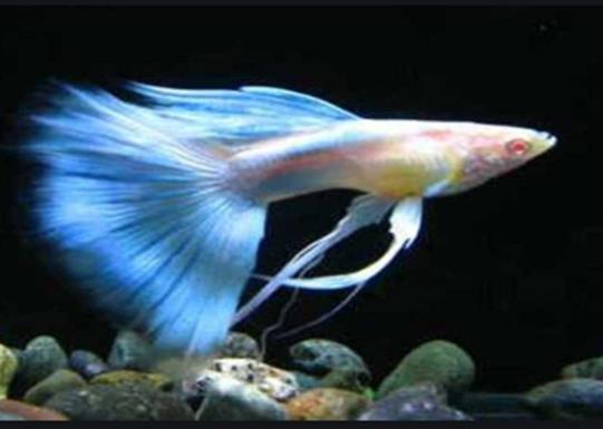十大養(yǎng)不死的觀賞魚,鳳尾魚又叫“鳳鱭”、月光魚五光十色吸引眼球