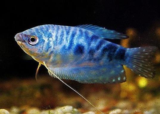 十大養(yǎng)不死的觀賞魚,鳳尾魚又叫“鳳鱭”、月光魚五光十色吸引眼球