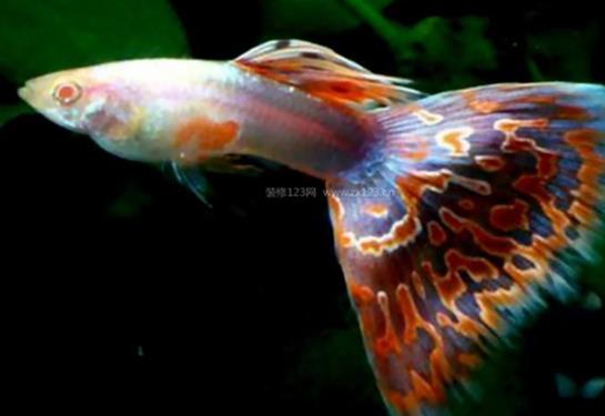 十大養(yǎng)不死的觀賞魚,鳳尾魚又叫“鳳鱭”、月光魚五光十色吸引眼球