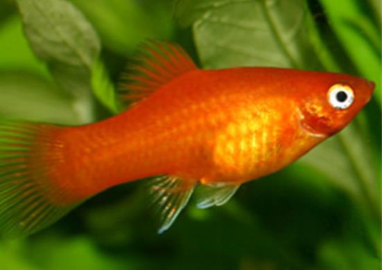 十大養(yǎng)不死的觀賞魚,鳳尾魚又叫“鳳鱭”、月光魚五光十色吸引眼球