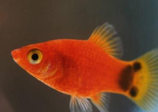 十大養(yǎng)不死的觀賞魚,鳳尾魚又叫“鳳鱭”、月光魚五光十色吸引眼球