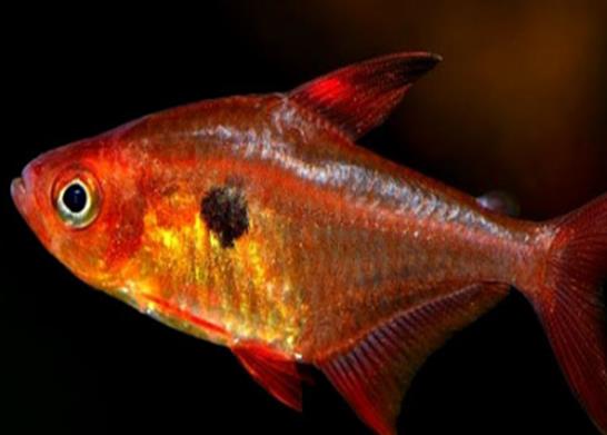 十大養(yǎng)不死的觀賞魚,鳳尾魚又叫“鳳鱭”、月光魚五光十色吸引眼球
