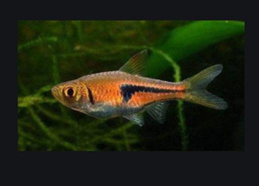十大養(yǎng)不死的觀賞魚,鳳尾魚又叫“鳳鱭”、月光魚五光十色吸引眼球