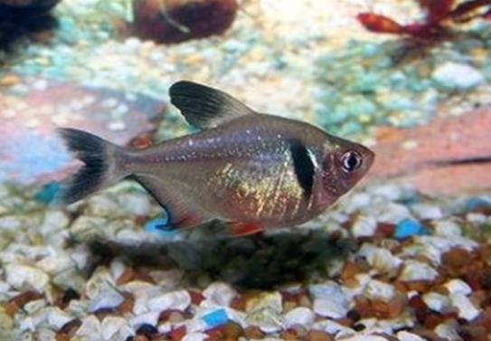 十大養(yǎng)不死的觀賞魚,鳳尾魚又叫“鳳鱭”、月光魚五光十色吸引眼球