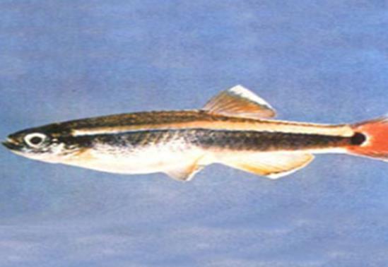 十大養(yǎng)不死的觀賞魚,鳳尾魚又叫“鳳鱭”、月光魚五光十色吸引眼球