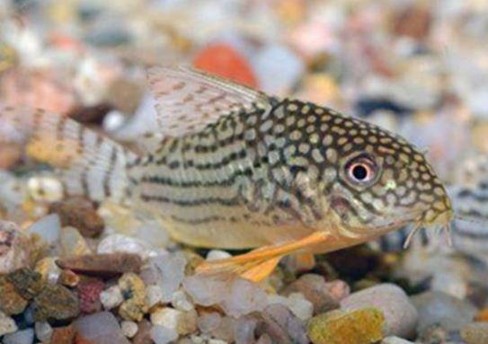 十大養(yǎng)不死的觀賞魚,鳳尾魚又叫“鳳鱭”、月光魚五光十色吸引眼球