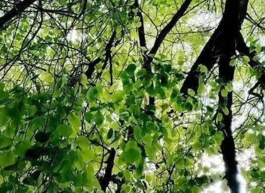中國十大吉祥樹排名,銀杏被譽(yù)為長壽樹木、梧桐觀賞價值很高