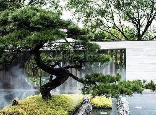 中國十大吉祥樹排名,銀杏被譽(yù)為長壽樹木、梧桐觀賞價值很高
