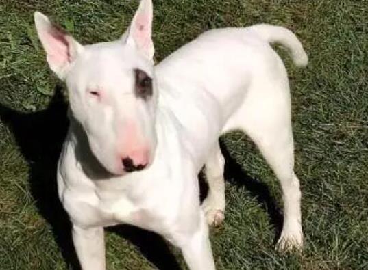 十大頂級梗類犬排名,約克夏梗調(diào)皮可愛、杰克羅素梗精力旺盛
