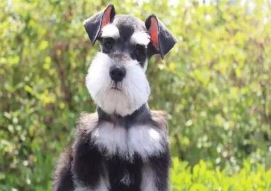 十大頂級梗類犬排名,約克夏梗調(diào)皮可愛、杰克羅素梗精力旺盛