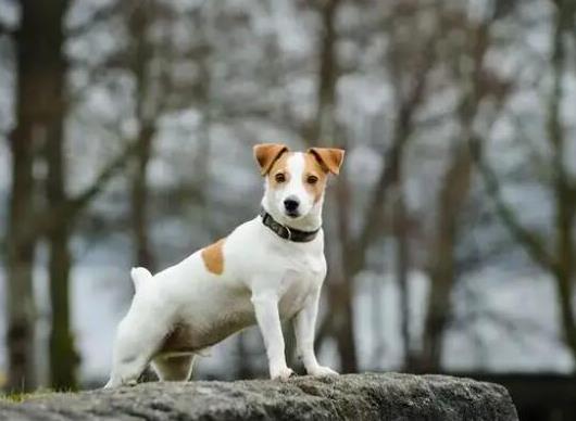 十大頂級梗類犬排名,約克夏梗調(diào)皮可愛、杰克羅素梗精力旺盛