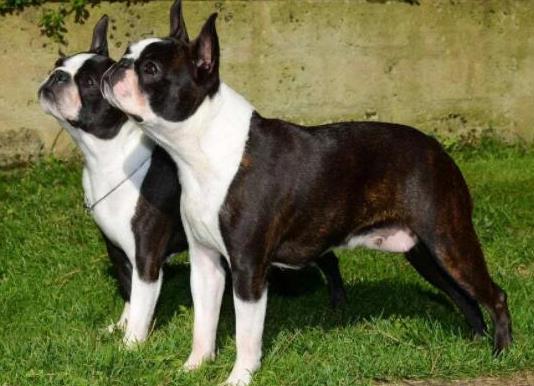 十大頂級梗類犬排名,約克夏梗調(diào)皮可愛、杰克羅素梗精力旺盛