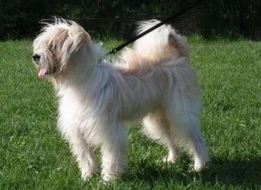 十大頂級梗類犬排名,約克夏梗調(diào)皮可愛、杰克羅素梗精力旺盛
