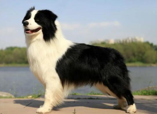 世界十大牧羊犬排名,邊境牧羊犬、德國牧羊犬深受寵主喜愛