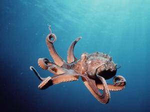章魚的營養(yǎng)價(jià)值與功效-章魚的適宜人群