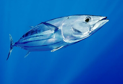金槍魚(yú)的適用人群-金槍魚(yú)的營(yíng)養(yǎng)價(jià)值與功效