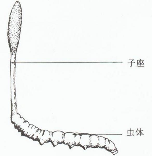 冬蟲(chóng)夏草是什么?冬蟲(chóng)夏草的功效與作用及食用方法
