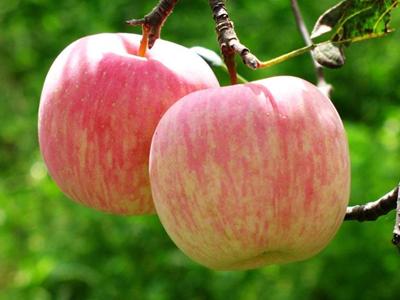 蘋(píng)果皮有營(yíng)養(yǎng)嗎？蘋(píng)果皮的營(yíng)養(yǎng)價(jià)值與作用