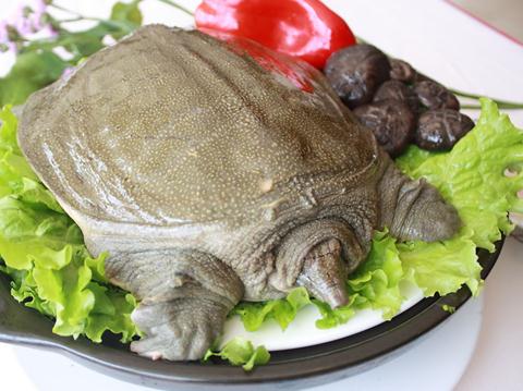 吃甲魚有什么好處?甲魚的營養(yǎng)價(jià)值
