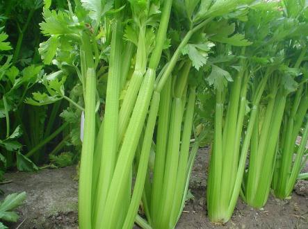 西芹的營養(yǎng)價值-西芹的功效與作用