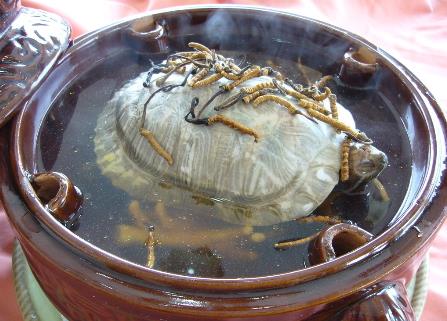 喝甲魚血能治陽痿嗎?吃甲魚血的好處
