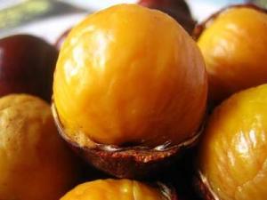 錐栗的營(yíng)養(yǎng)價(jià)值、功效與作用、食用禁忌