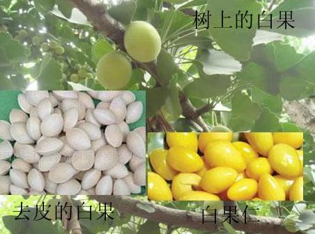 白果的營(yíng)養(yǎng)價(jià)值-白果的功效與作用