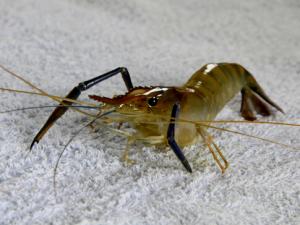 河蝦和龍蝦怎么洗？怎么進行河蝦的冷凍處理