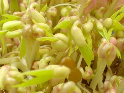食品安全:如何鑒別化肥浸泡過(guò)的豆芽