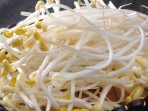 如何識別化學豆芽？化學豆芽怎么鑒別