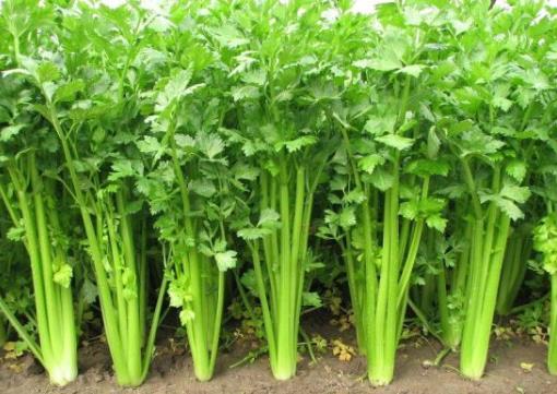 怎樣挑選新鮮的芹菜?芹菜的選購(gòu)方法